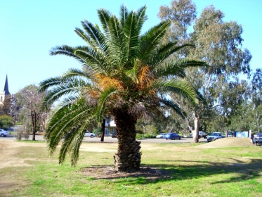 Palmera 65