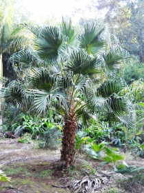 Palmera 9263