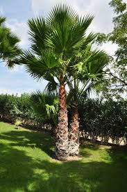 Palmera 5678