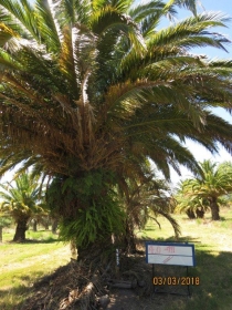 palmera 9025