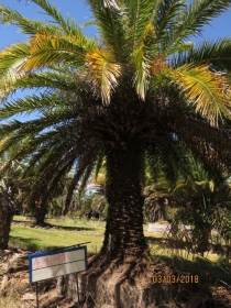 palmera 9018