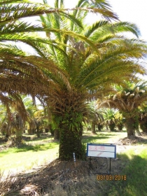 palmera 9067